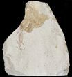 Fossil Pea Crab (Pinnixa) From California - Miocene #47031-1